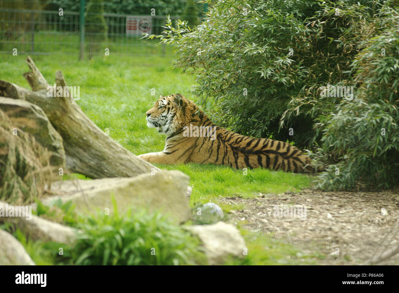 Vista laterale di una tigre di Amur Foto Stock