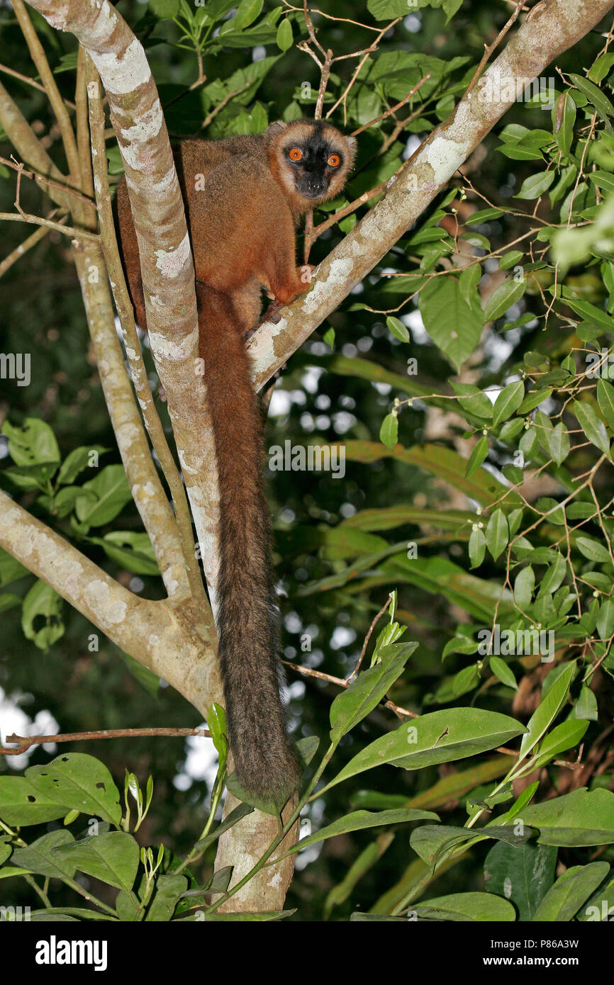 Bruine Maki, comune lemure marrone, il Eulemur fulvus Foto Stock