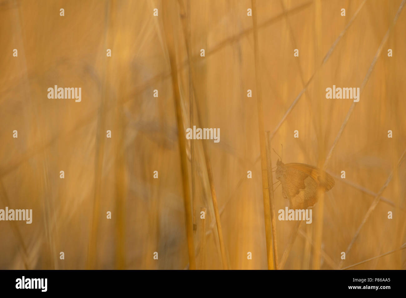 Bruin zandoogje / Prato marrone (Maniola jurtina) Foto Stock
