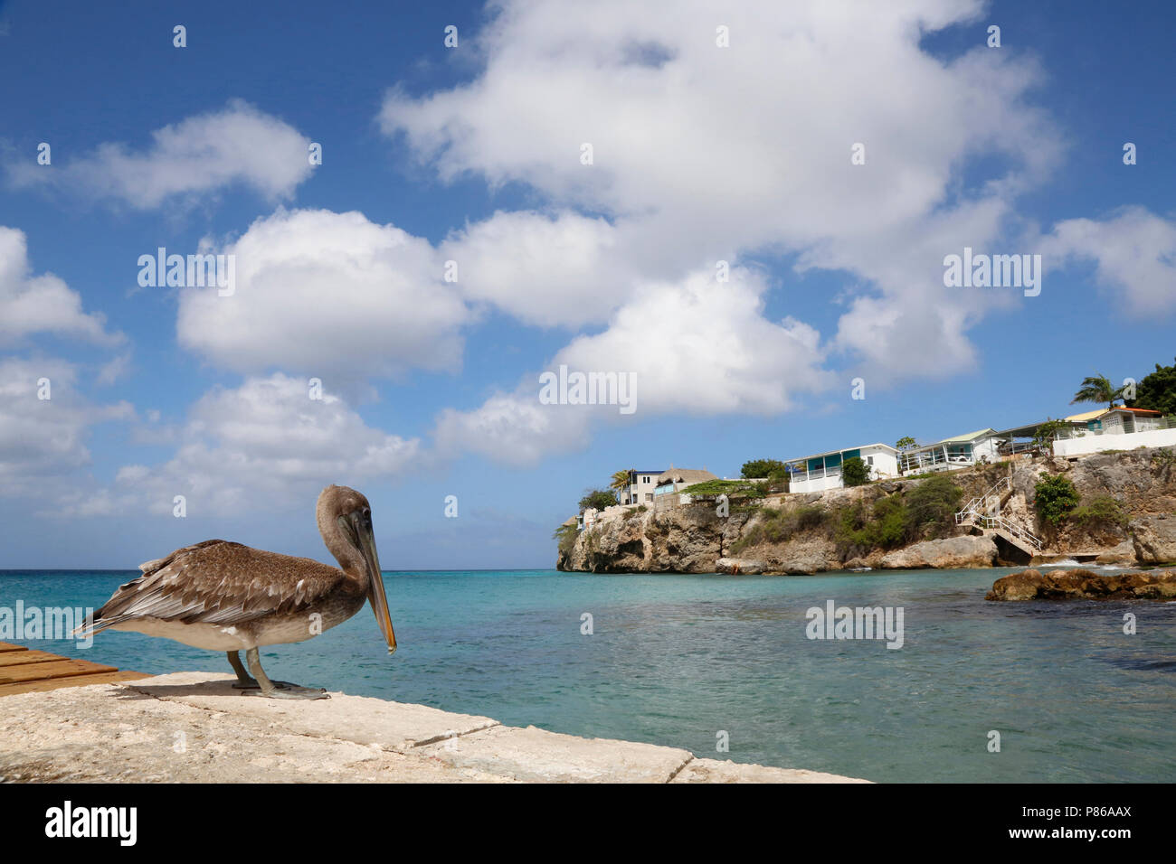 Bruine pelikaan in zijn eigen omgeving; un pellicano marrone nel proprio ambiente Foto Stock