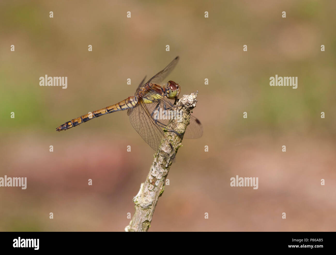 Imago Bruinrode heidelibel; Adulti Darter comune Foto Stock