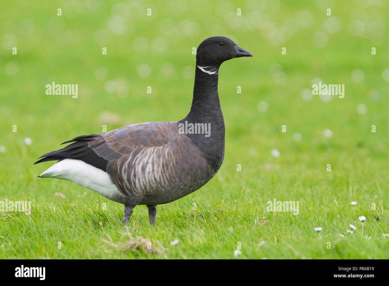 Dark-panciuto Brent Goose - Dunkelbäuchige Ringelgans - Branta bernicla ssp. bernicla, Germania, per adulti Foto Stock