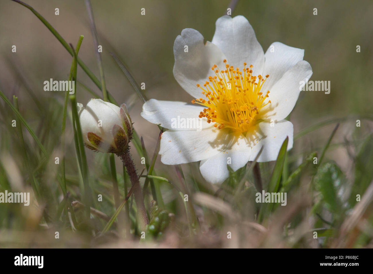 Zilverkruid, Mountain Avens Foto Stock