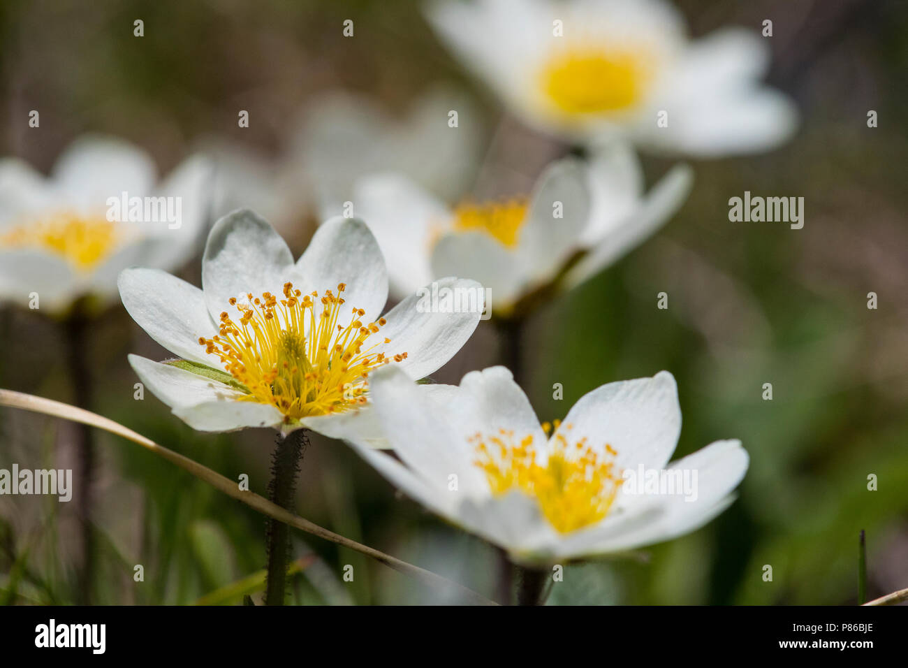 Zilverkruid, Mountain Avens Foto Stock
