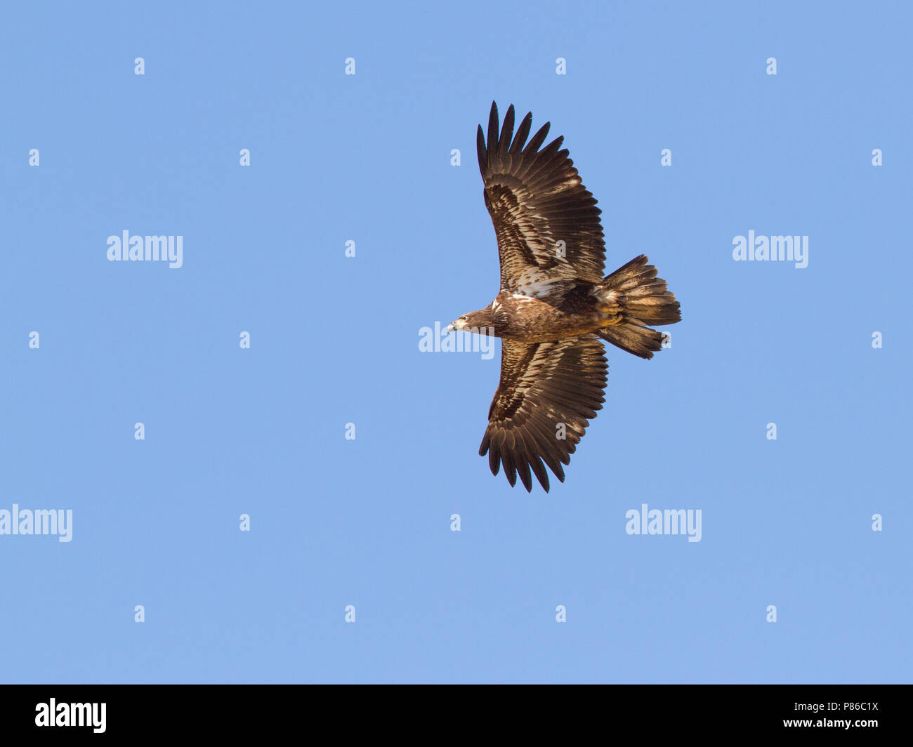 Un immaturo aquila calva in volo. Foto Stock