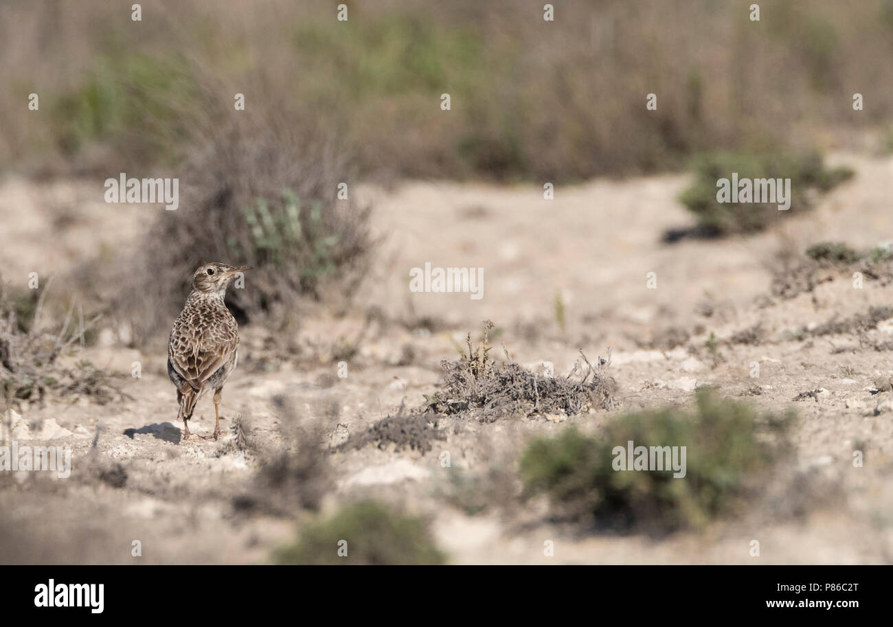 Dupont allodola (Chersophilus duponti duponti) in Spagnolo steppe. Foto Stock