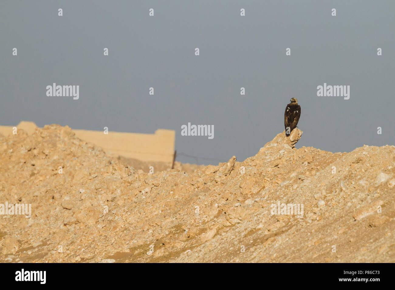 Eastern Imperial Eagle - Kaiseradler - Aquila heliaca, Oman, adulti Foto Stock