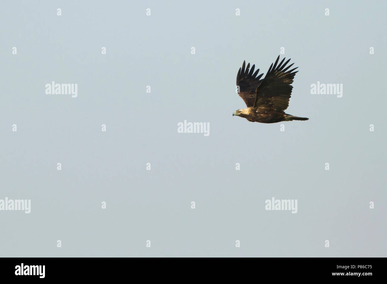 Eastern Imperial Eagle - Kaiseradler - Aquila heliaca, Oman, adulti Foto Stock