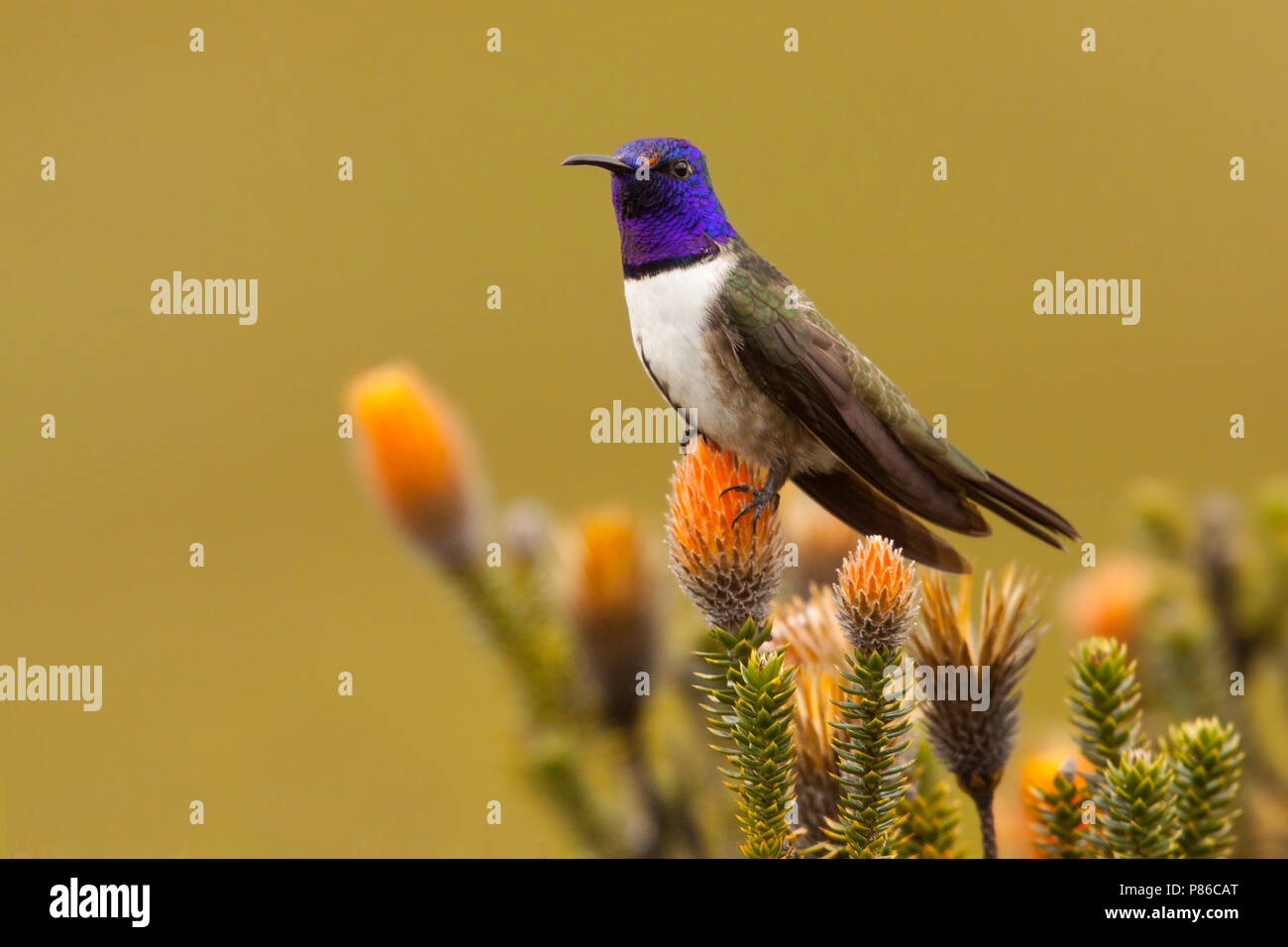 Hillstar ecuadoriana (Oreotrochilus chimborazo) un colibrì specie di alta montagna praterie di alto Ande. Foto Stock