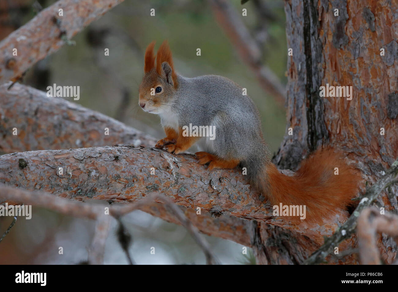 Rode Eekhoorn; Eurasian scoiattolo rosso Foto Stock