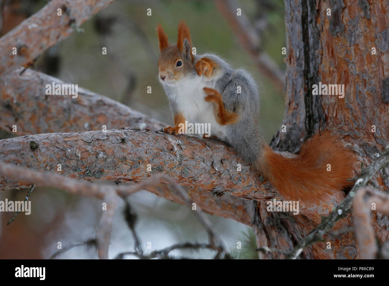 Rode Eekhoorn; Eurasian scoiattolo rosso Foto Stock