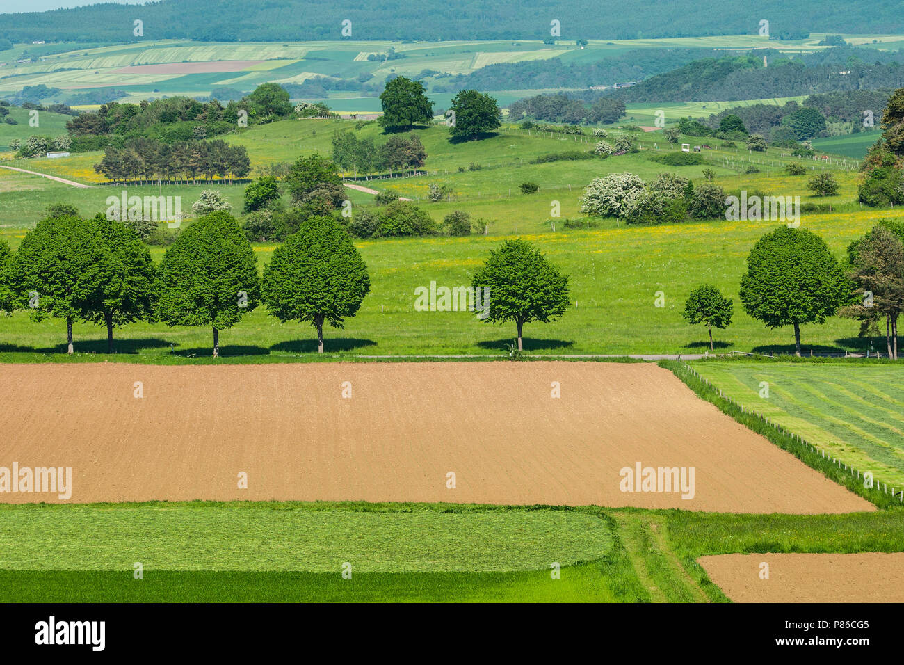 Graanakker in Duitsland, campo di mais in Germania Foto Stock