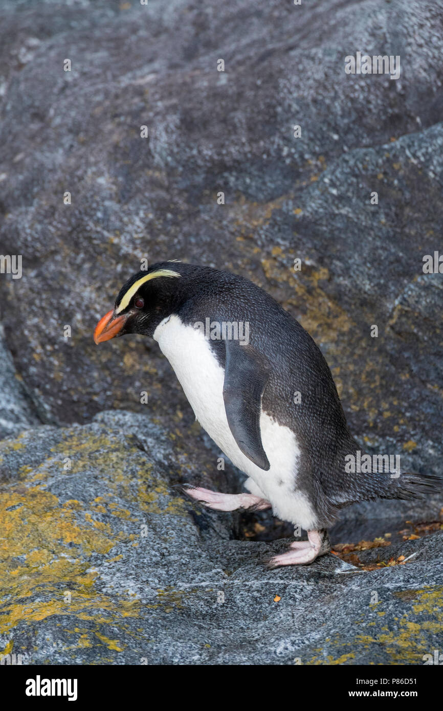 Fiordland Penguin (Eudyptes pachyrynchus) camminando su un rockface in Milford Sound sulla South Island, in Nuova Zelanda. Questa specie nidifica in colonie amon Foto Stock