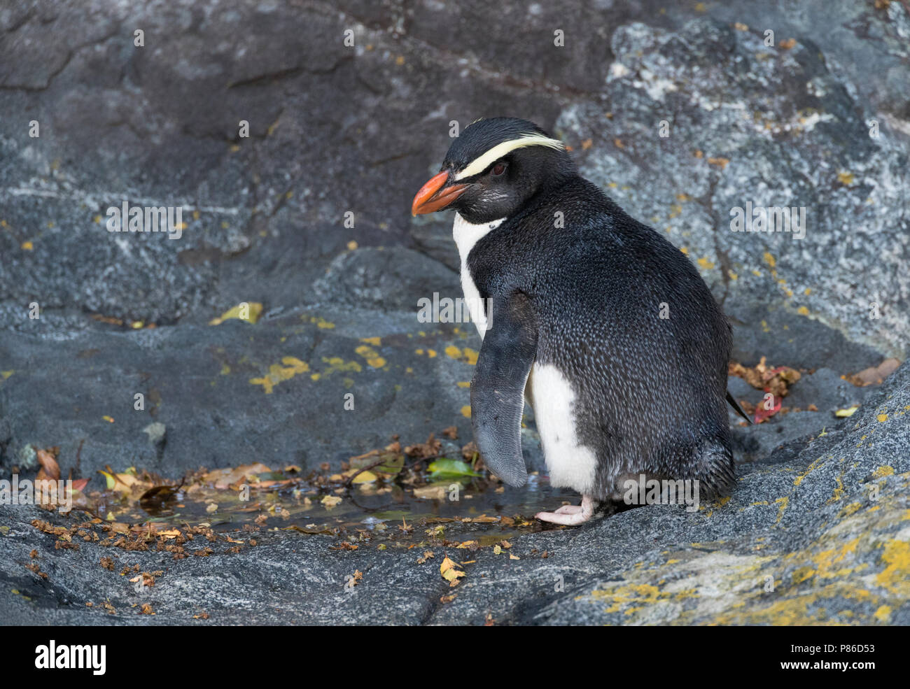 Fiordland Penguin (Eudyptes pachyrynchus) in Milford Sound sulla South Island, in Nuova Zelanda. Questa specie nidifica in colonie tra radici di albero e rocce Foto Stock