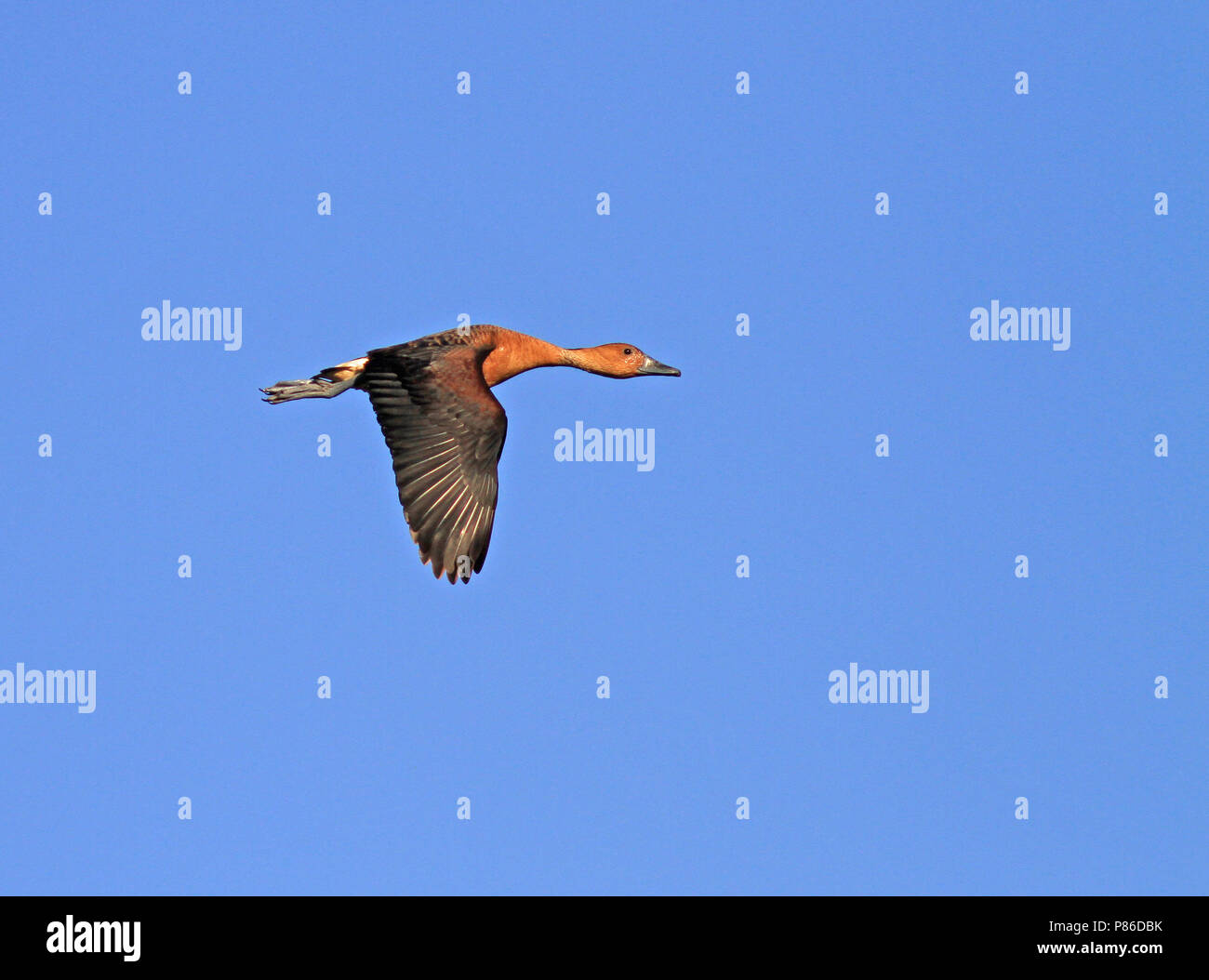 Rosse Fluiteend, Fulvous Whistling-Duck, Dendrocygna bicolor Foto Stock