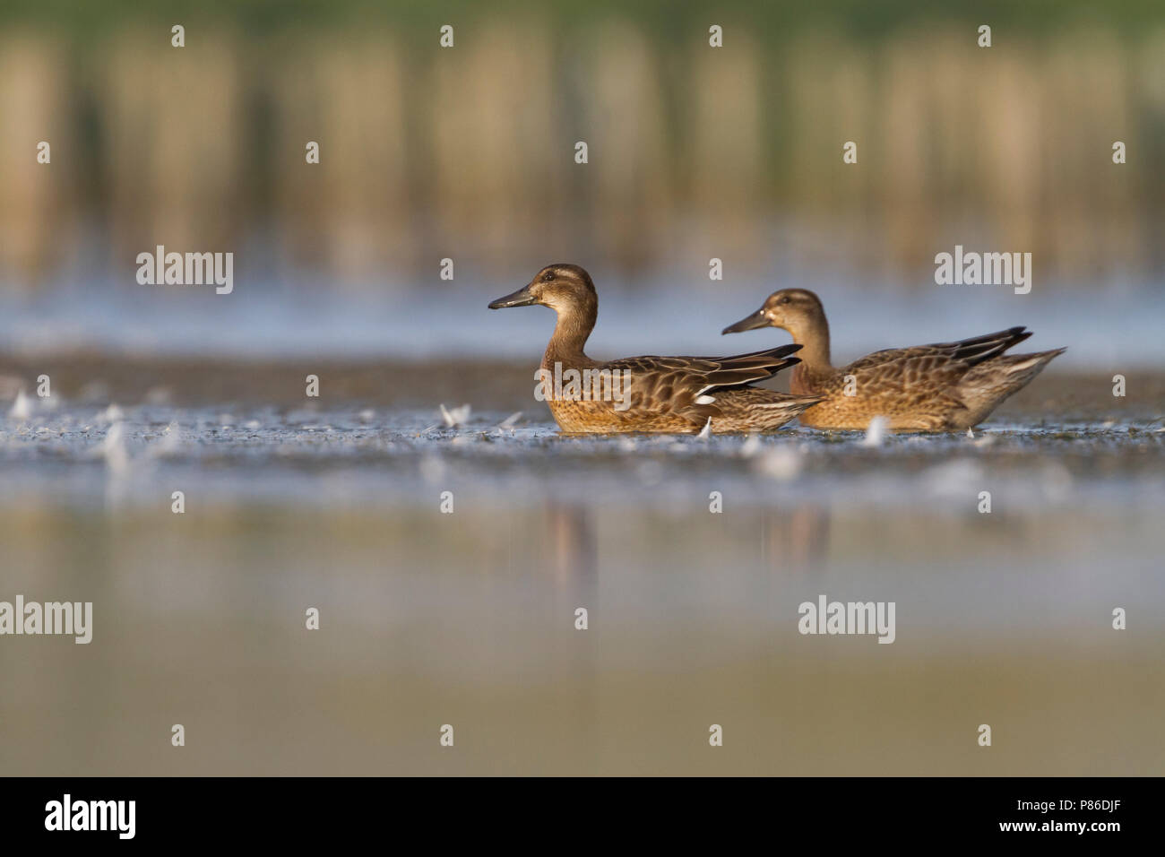 Marzaiola - Knäkente - Spatola querquedula, Russia (Tscheljabinsk), femmina adulta Foto Stock