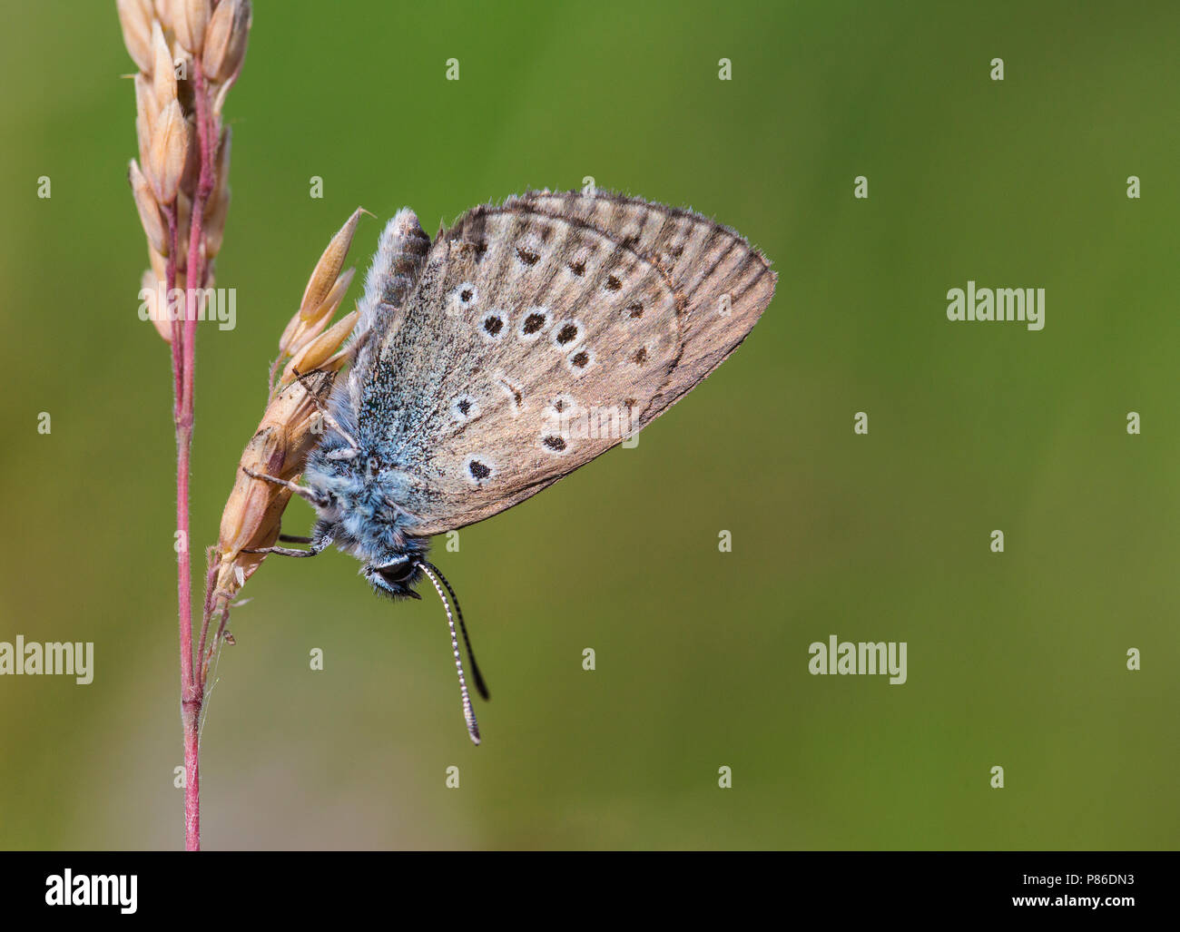 Maculinea alcon immagini e fotografie stock ad alta risoluzione - Alamy
