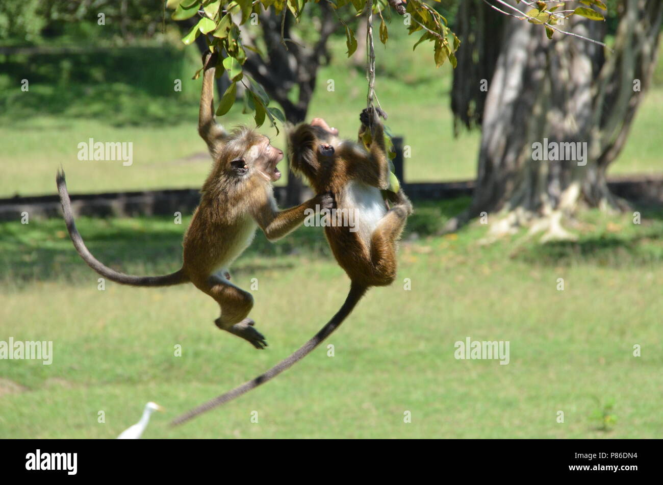 Le scimmie giocando in un dello Sri Lanka park, accanto a un tempio buddista Foto Stock