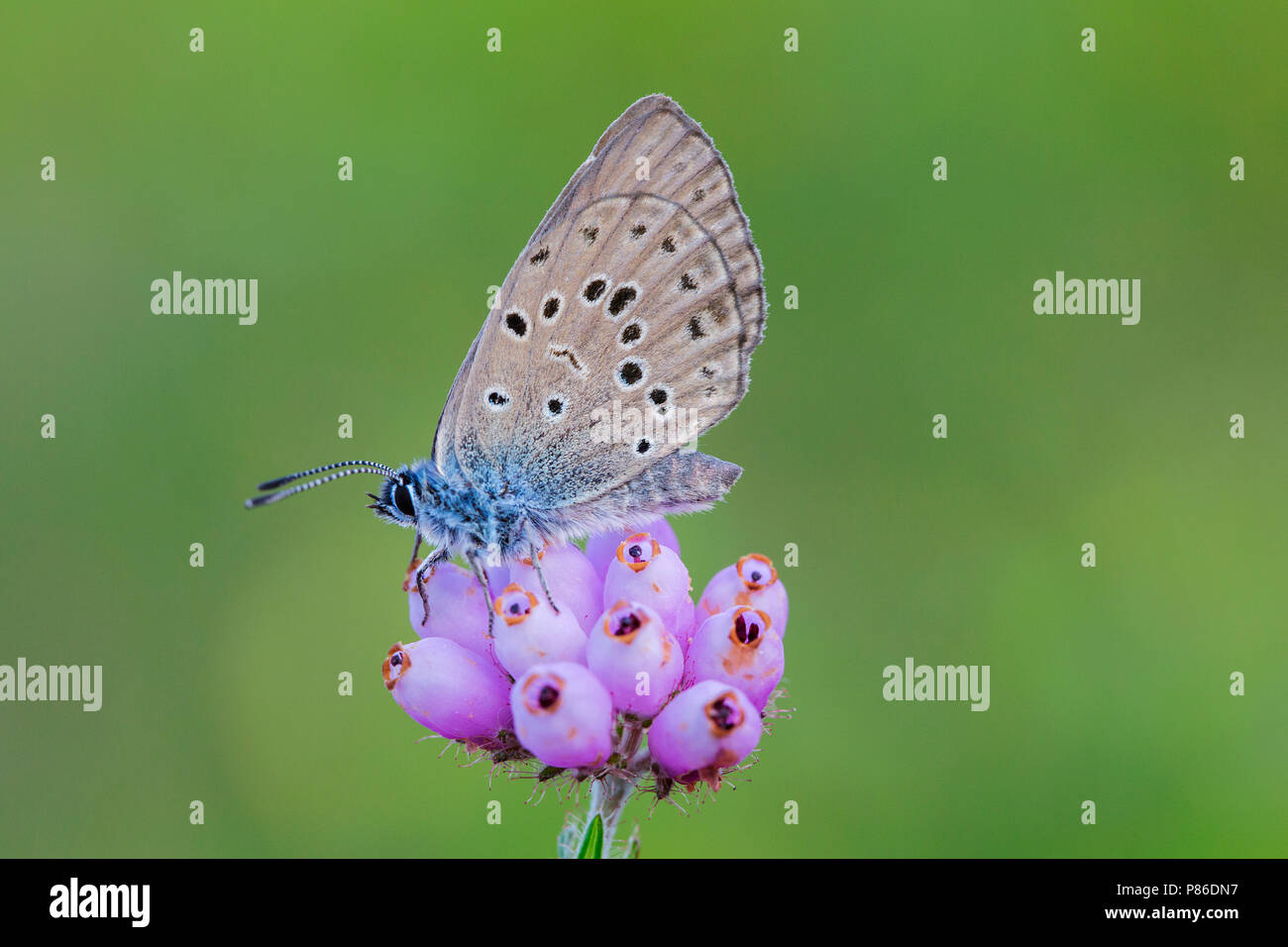 Maculinea alcon immagini e fotografie stock ad alta risoluzione - Alamy