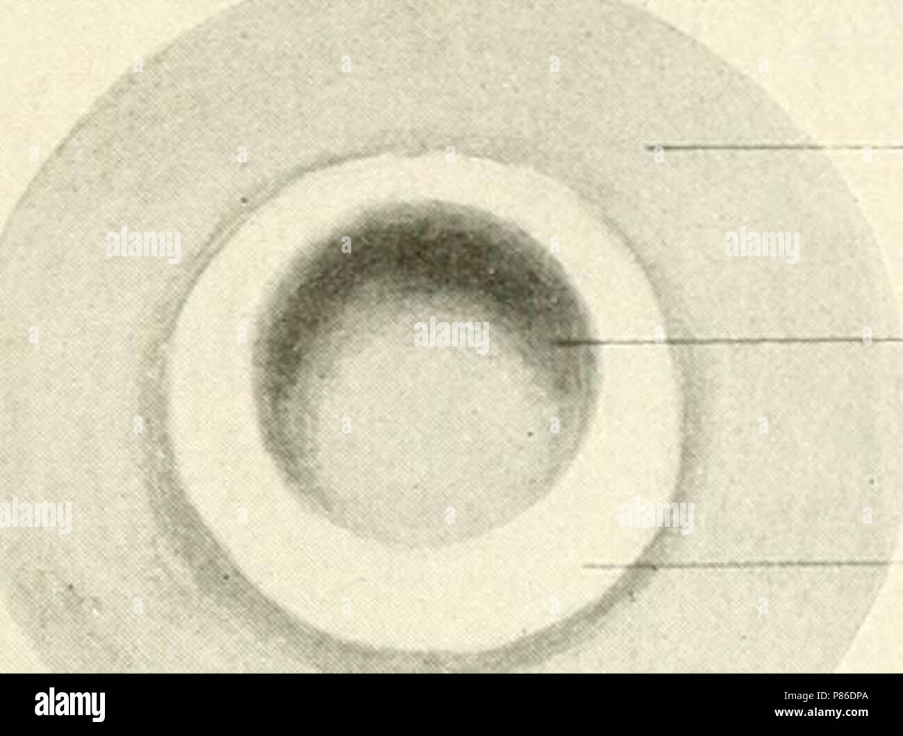 "Lo sviluppo del pulcino; un introduzione alla embriologia" (1908) Foto Stock