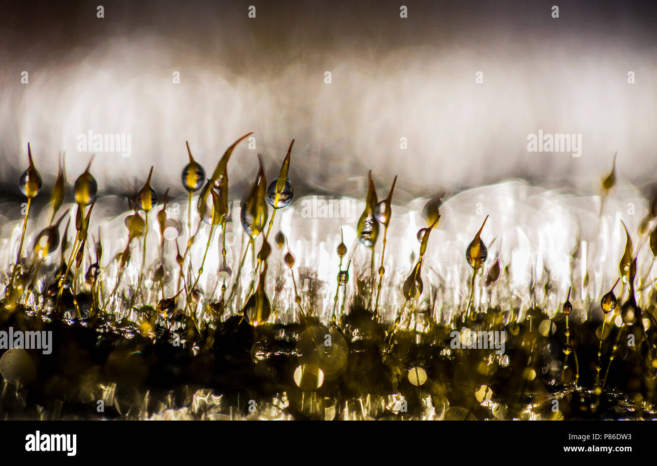 Mos Sporendragend incontrato waterdruppels, Moss con gocce d'acqua Foto Stock