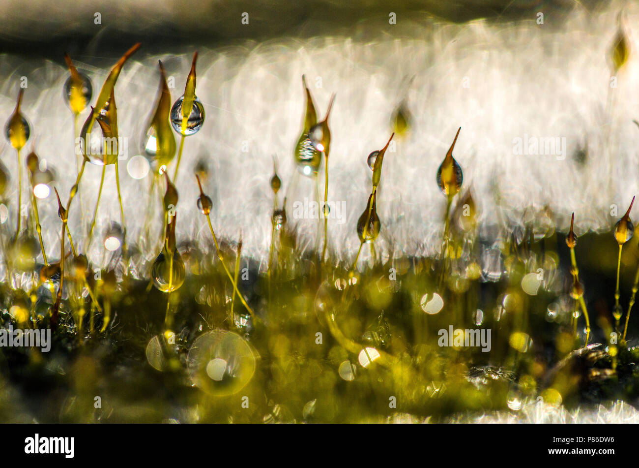 Mos Sporendragend incontrato waterdruppels, Moss con gocce d'acqua Foto Stock