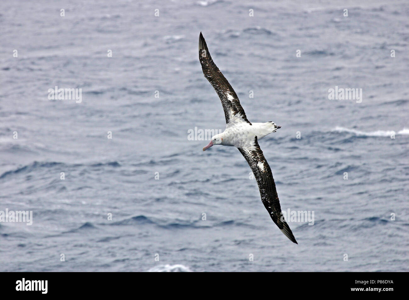 Gibsons Albatros vliegend boven de oceaan; Gibson Albatross (Diomedea gibsoni) volare sopra l'oceano Foto Stock