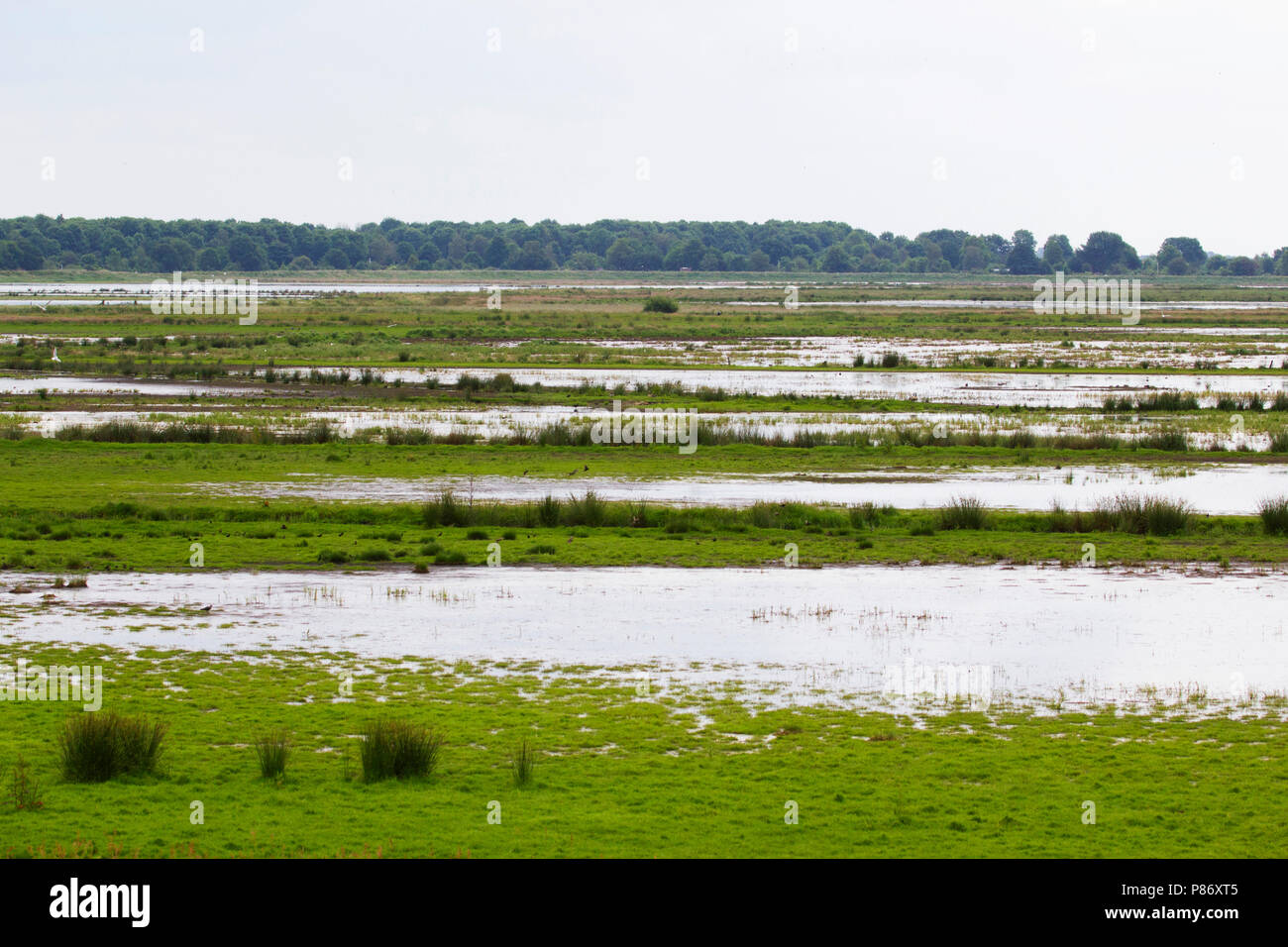 Onnerpolder; Zuidlaardermeergebied, Paesi Bassi Foto Stock