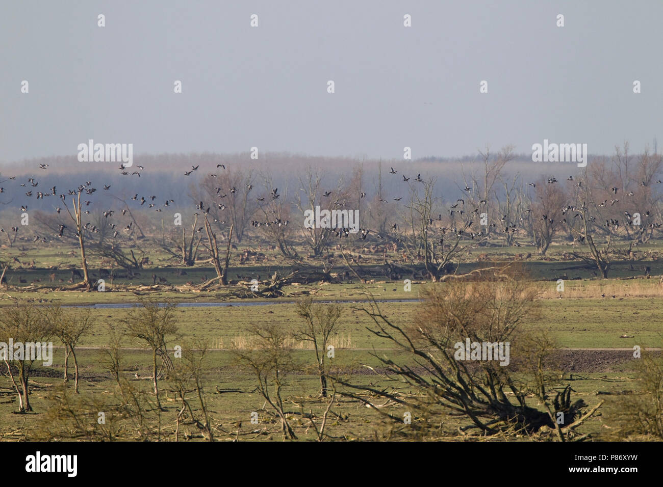 Oostvaardersplassen Foto Stock