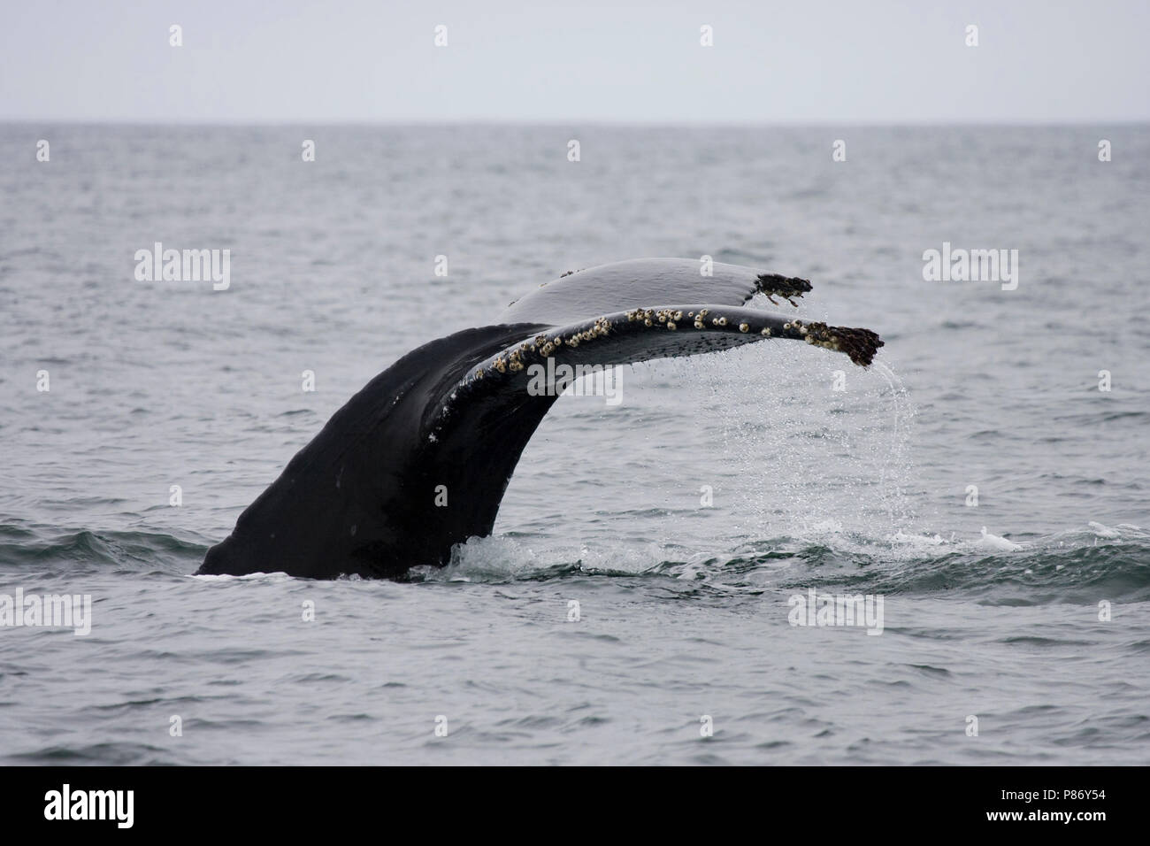 Duikende Bultrug laat zien staart; Diving pacifico Humpback che mostra la coda Foto Stock