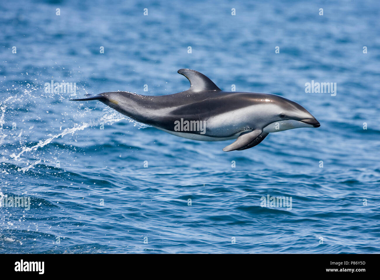 Witgestreepte Dolfijn springt geheel uit het acqua; Pacific White-sided Dolphin jumping chiaro fuori dall'acqua Foto Stock