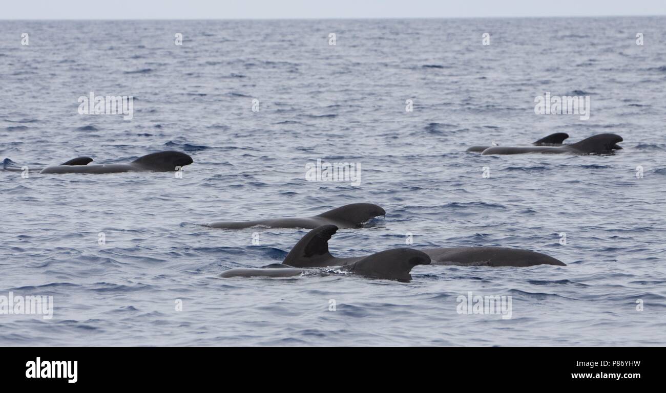 Indische griend bij de Azoren; breve-alettato di balene pilota presso le Azzorre Foto Stock