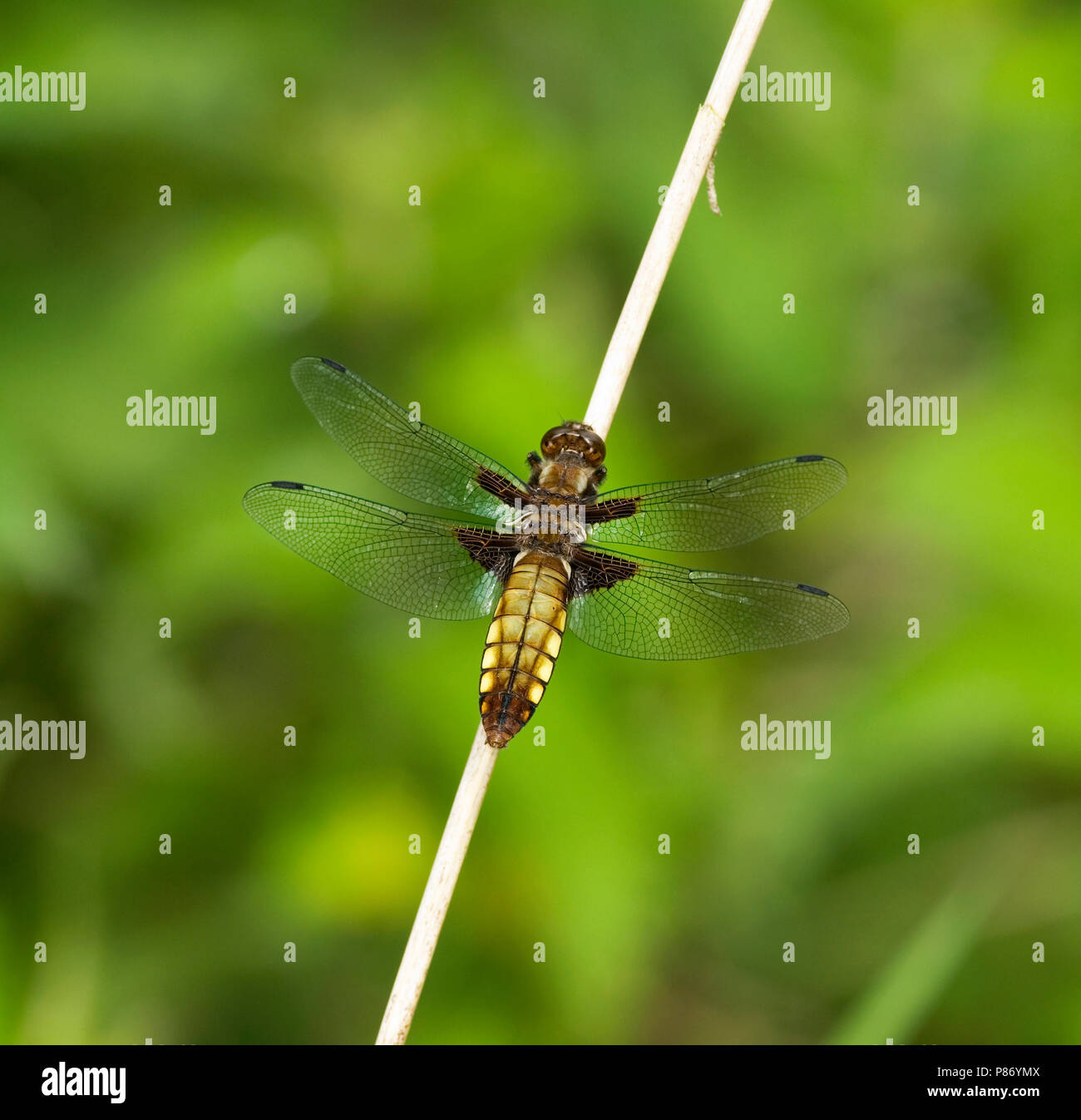 Platbuik; ampia corposo Chaser Foto Stock