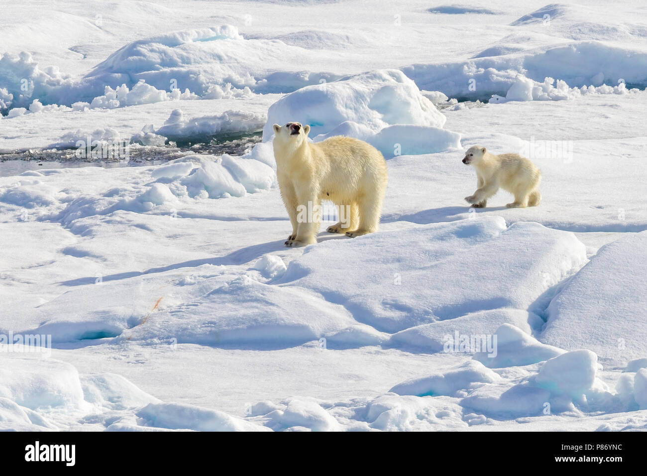 La madre e il cucciolo di orso polare osservate dal ponte inferiore della Polarstern - AWI spedizione in Haussgarden, Mare di Groenlandia. Foto Stock