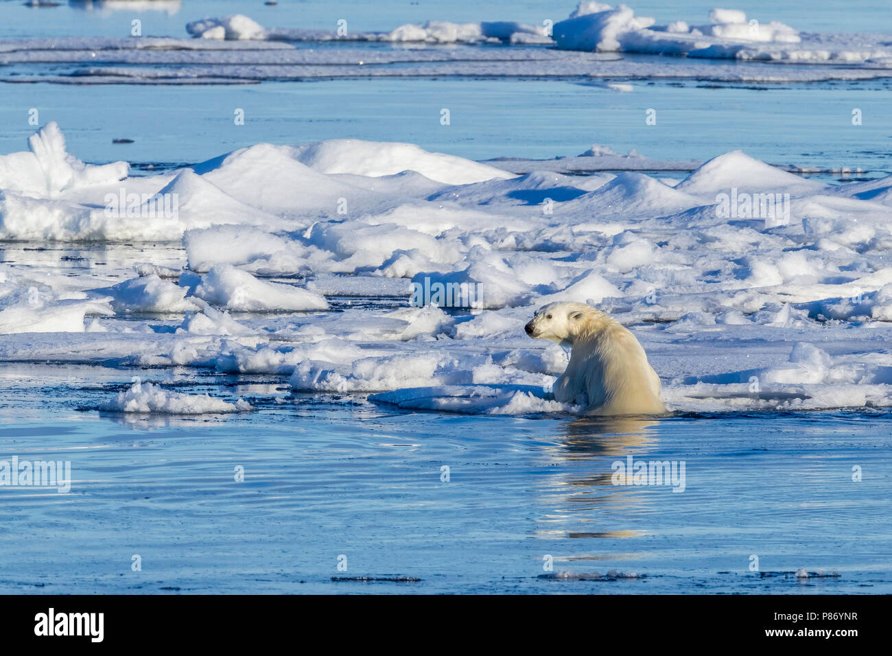 Orso polare (Ursus marinus). Haussgarden, Mare di Groenlandia. No Country for Old Bear. Il tedesco Polar Research Expedition nave Polarstern denominato. Grande respiro fr Foto Stock