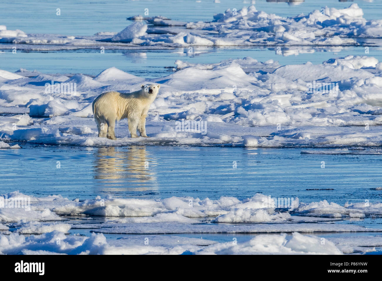 Orso polare (Ursus marinus). Haussgarden, Mare di Groenlandia. No Country for Old Bear. Il tedesco Polar Research Expedition nave Polarstern denominato. Grande respiro fr Foto Stock