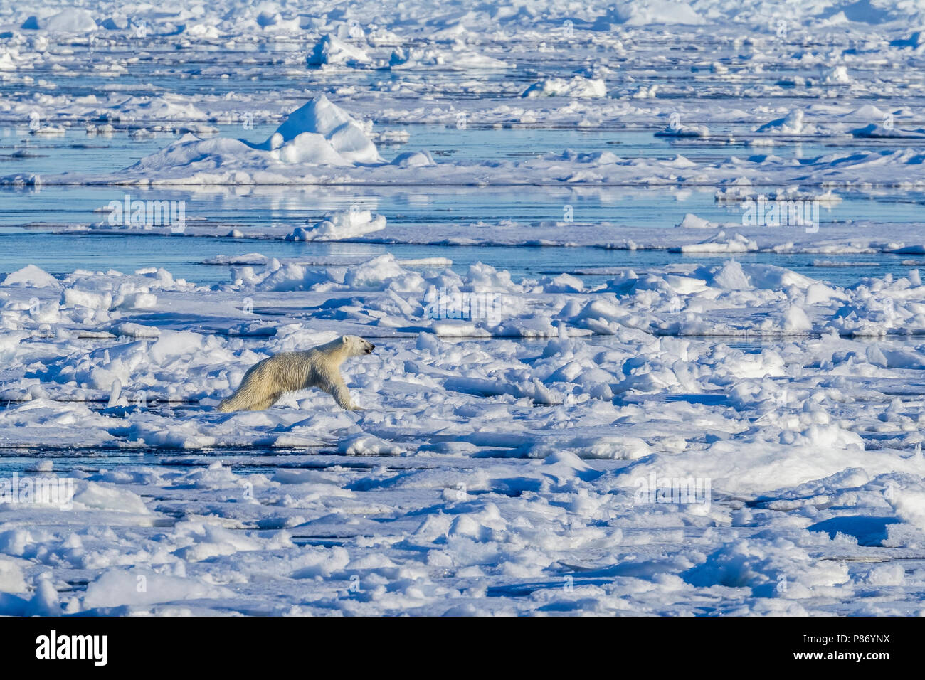 Orso polare (Ursus marinus). Haussgarden, Mare di Groenlandia. No Country for Old Bear. Il tedesco Polar Research Expedition nave Polarstern denominato. Grande respiro fr Foto Stock