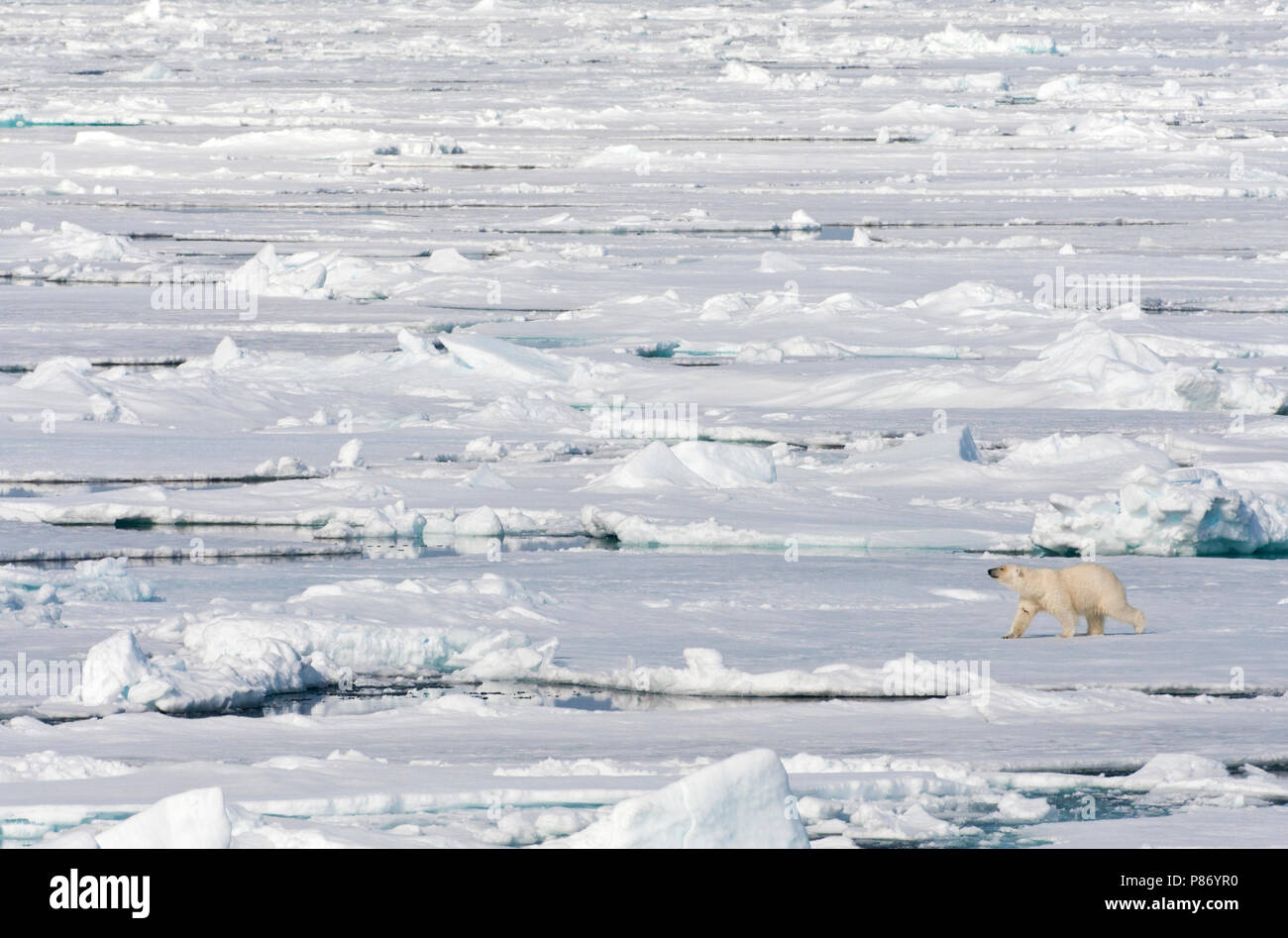 IJsbeer lopend op het pakijs; Orso Polare camminando sulla banchisa Foto Stock