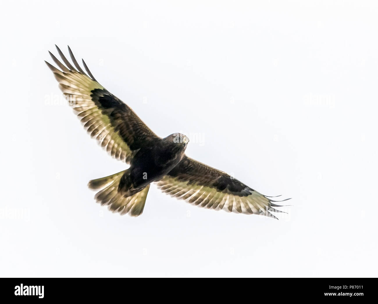 Immaturo morph scuro ruvido zampe Hawk in bilico su Pico in Corvo Island, Azzorre. Ottobre 14, 2013. Foto Stock