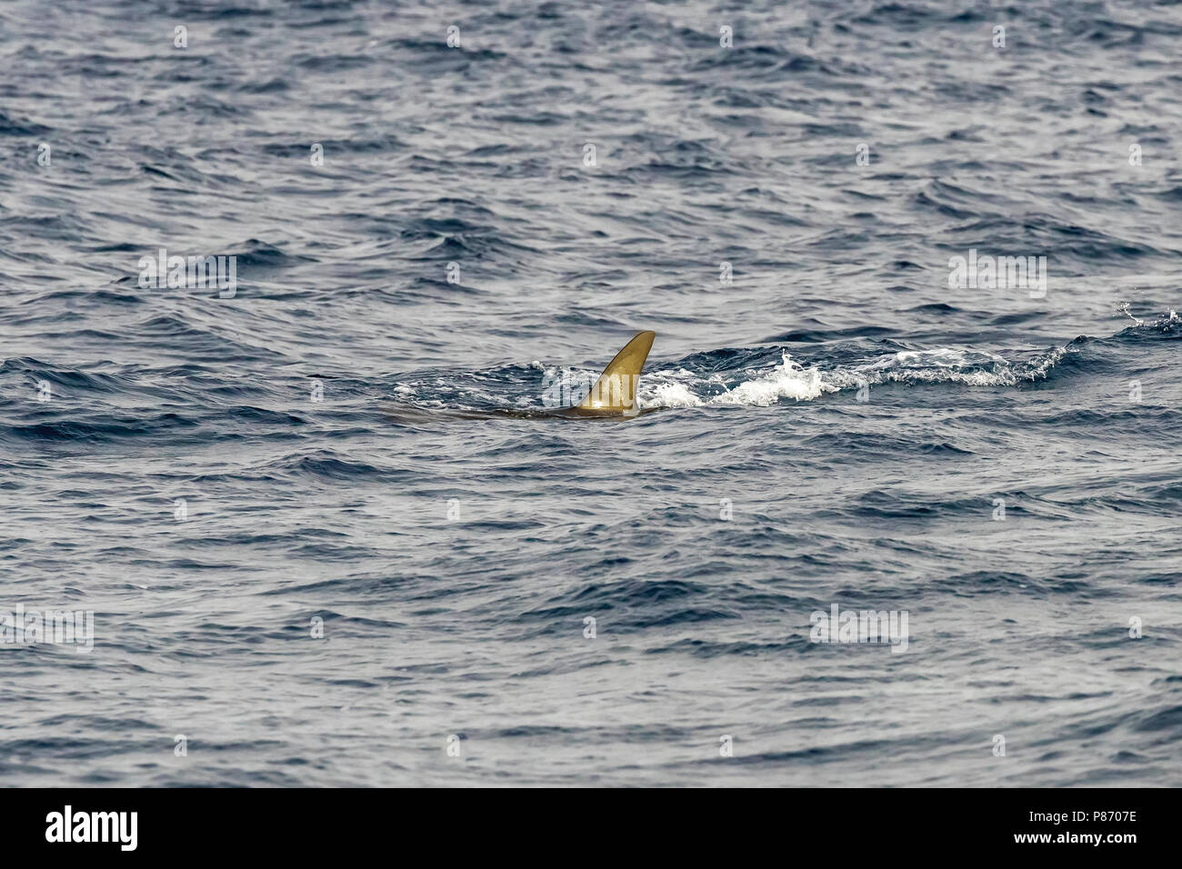 Festone Squalo Martello pesca esca il nostro vicino a Sao Nicolau, Capo Verde. Giugno 04, 2018. Foto Stock
