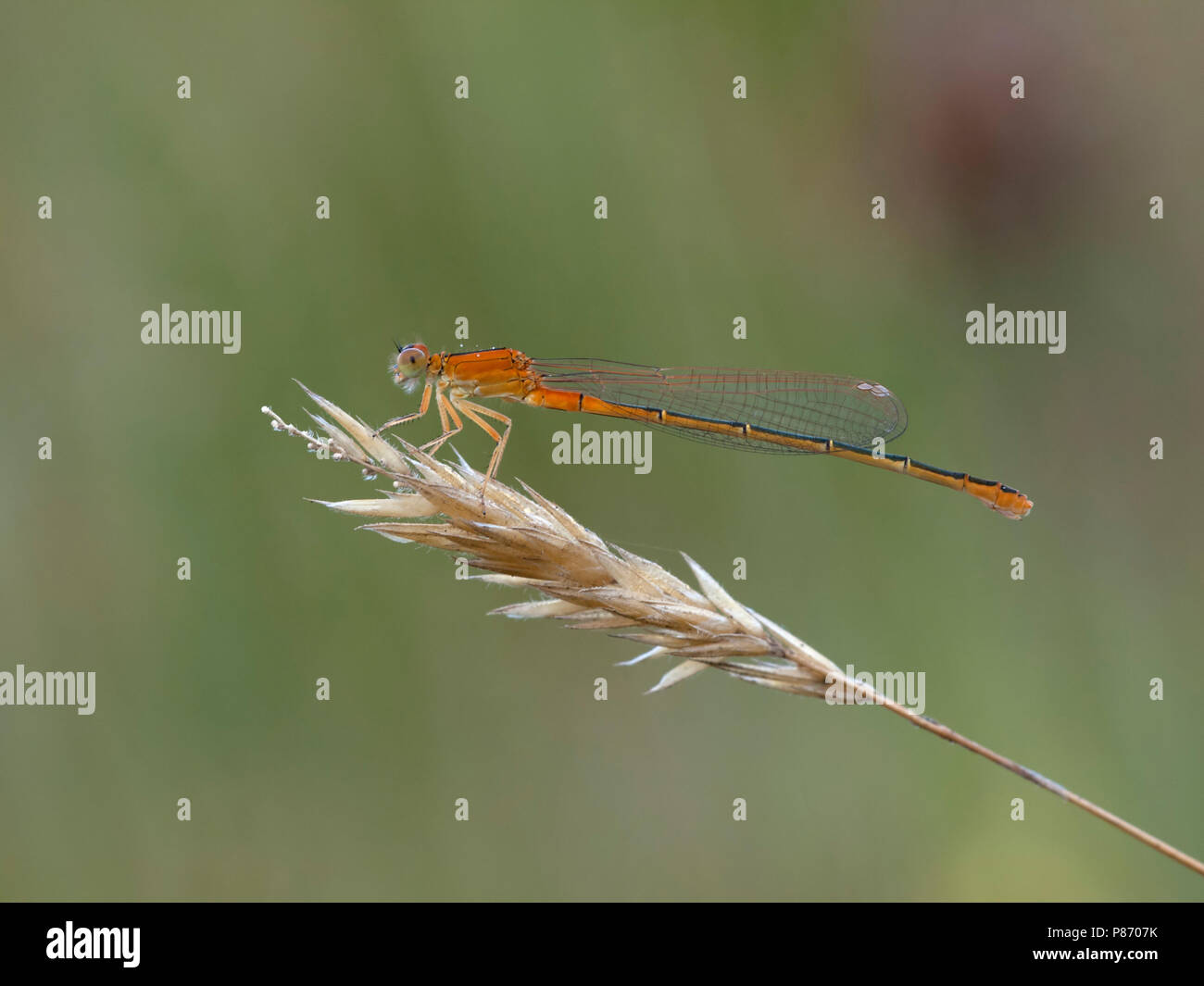 Rustende Tengere grasjuffer; scarso appoggio Blu-taild Damselfly; Foto Stock