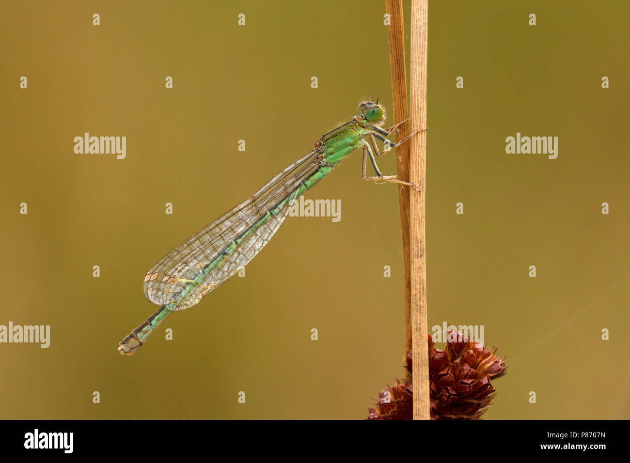 Tengere grasjuffer op de uitkijk; scarse Blu-taild Damselfly di vedetta; Foto Stock