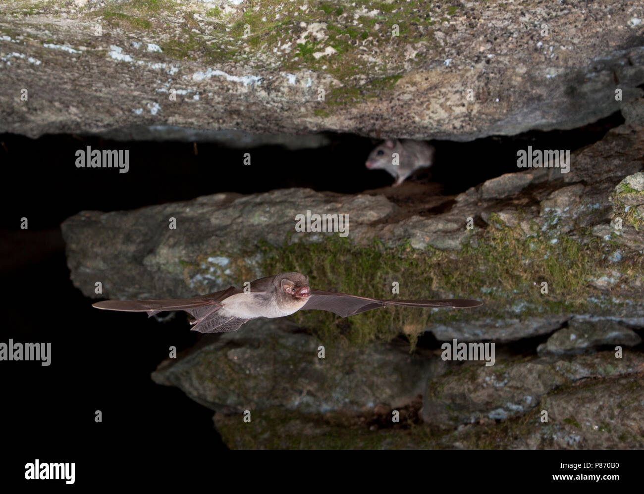 Schreibers vleermuis incontrato Brandmuis, Schreibers' bat con strisce campo Mouse Foto Stock