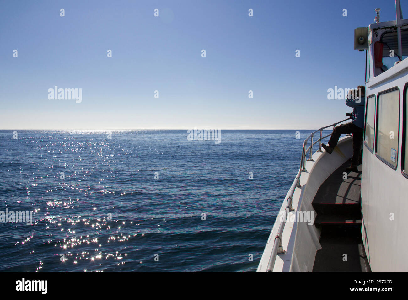 Pelagische tocht, viaggio di specie pelagiche Foto Stock