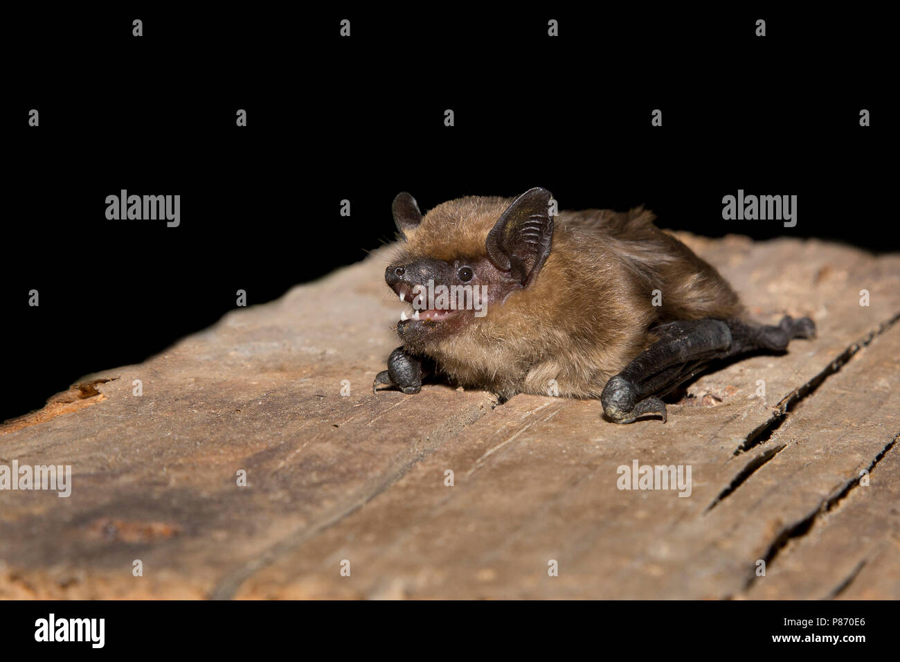 Laatvlieger, subedema, Eptesicus serotinus Foto Stock