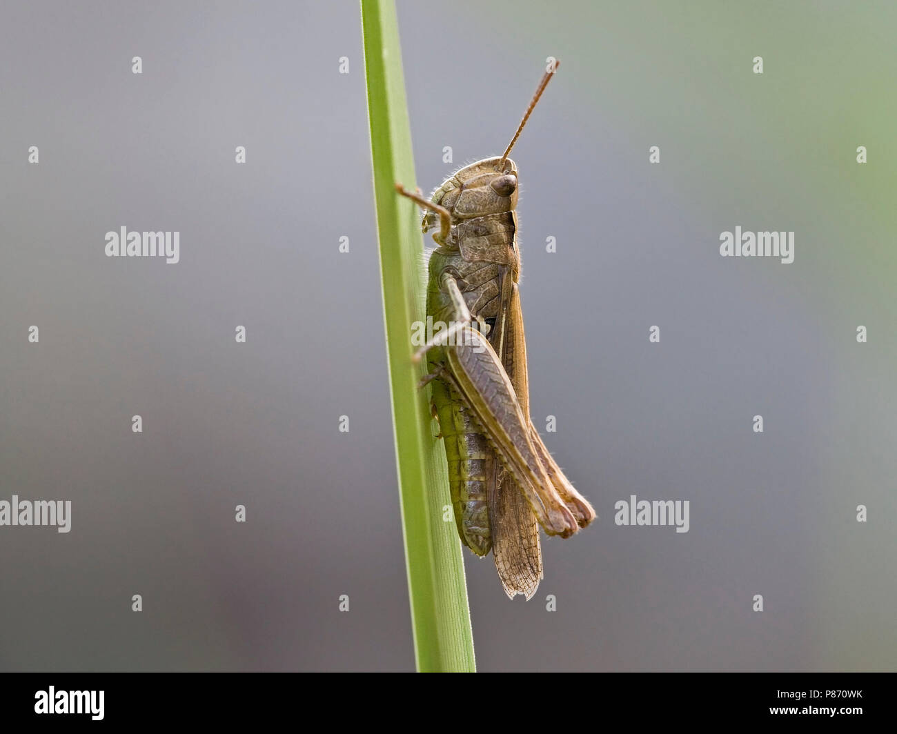 Snortikker op stengel Nederland, campo minore Grasshopper a levetta Paesi Bassi Foto Stock