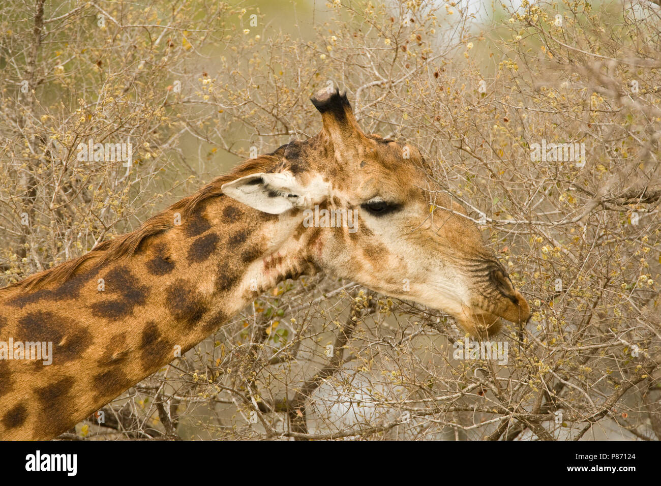 Giraffa Foeragerende; rovistando giraffa meridionale Foto Stock