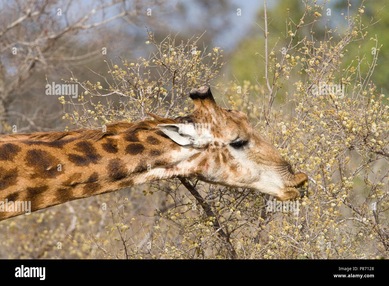 Giraffa Foeragerende; rovistando giraffa meridionale Foto Stock