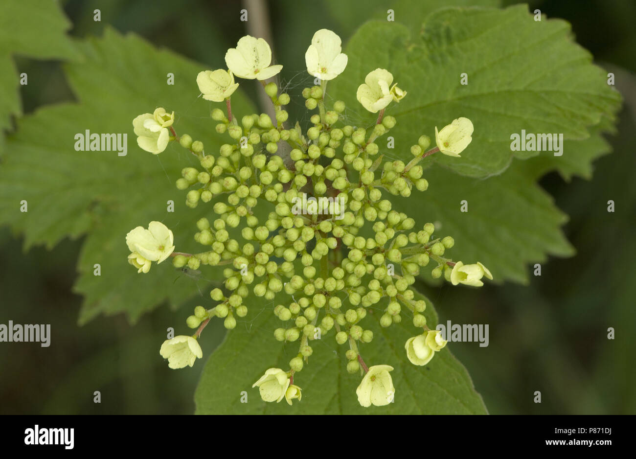 Viburno-rose fiori, Gelderse roos bloemen Foto Stock