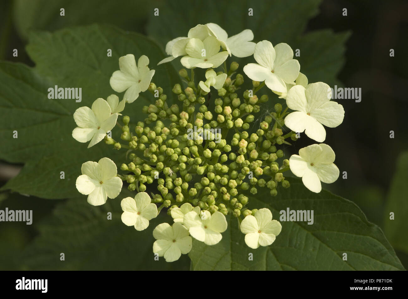 Viburno-rose fiori, Gelderse roos bloemen Foto Stock